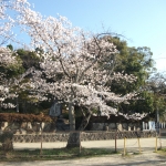 山口八幡社桜3.JPG